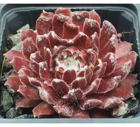 Sempervivum RED SPIDERMAN