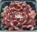 Sempervivum RED SPIDERMAN