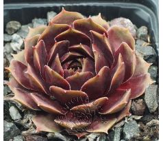 Sempervivum PURPLE KING