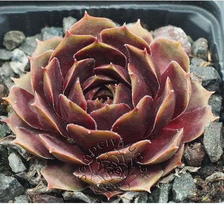 Sempervivum PURPLE KING