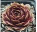 Sempervivum PURPLE KING