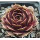 Sempervivum PURPLE KING