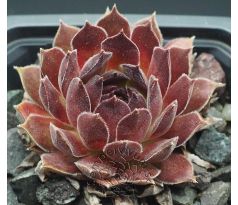 Sempervivum NATALIE