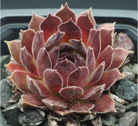 Sempervivum NATALIE