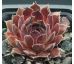 Sempervivum NATALIE
