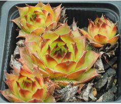 Sempervivum NIOBE