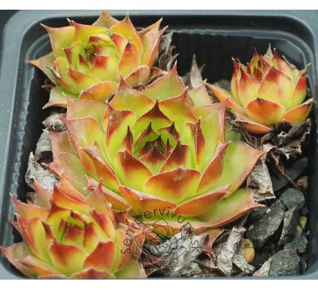 Sempervivum NIOBE
