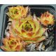 Sempervivum NIOBE