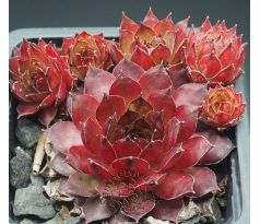 Sempervivum NOIR