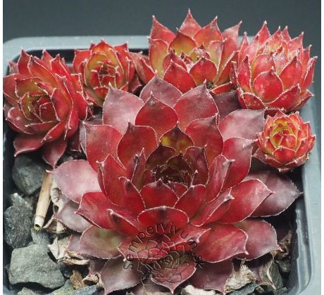 Sempervivum NOIR