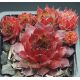 Sempervivum NOIR