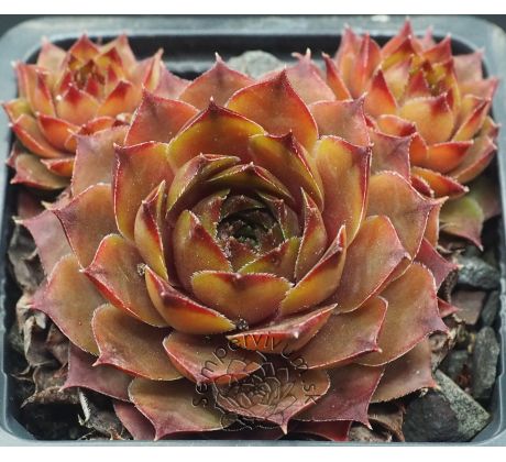 Sempervivum NORMANN