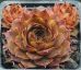 Sempervivum NORMANN