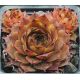 Sempervivum NORMANN