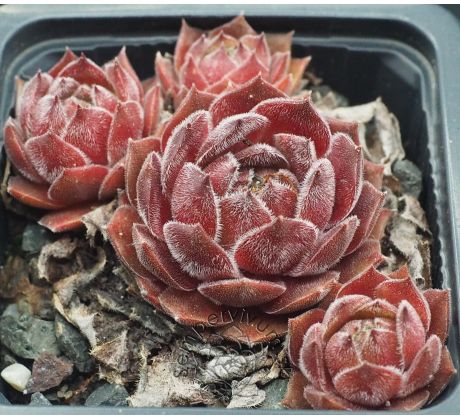 Sempervivum OHIO BURGUNDY