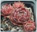 Sempervivum OHIO BURGUNDY
