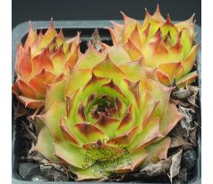Sempervivum NATHAN