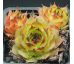 Sempervivum NATHAN