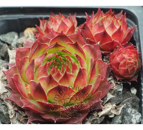 Sempervivum NICO