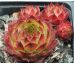 Sempervivum NICO
