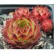 Sempervivum NICO