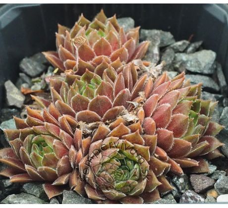 Sempervivum MY MOYAH