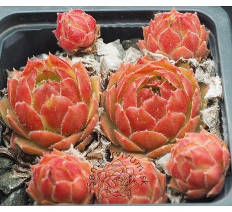 Sempervivum MORE HONEY