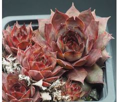 Sempervivum NORNE