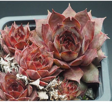 Sempervivum NORNE