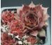 Sempervivum NORNE