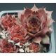 Sempervivum NORNE