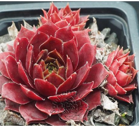 Sempervivum HEKLA