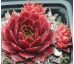 Sempervivum HEKLA