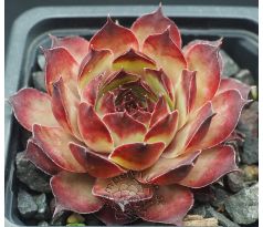 Sempervivum NEVIS
