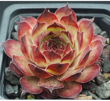 Sempervivum NEVIS
