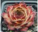 Sempervivum NEVIS