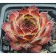 Sempervivum NEVIS