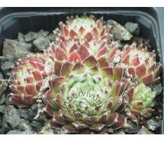 Sempervivum NEIDA