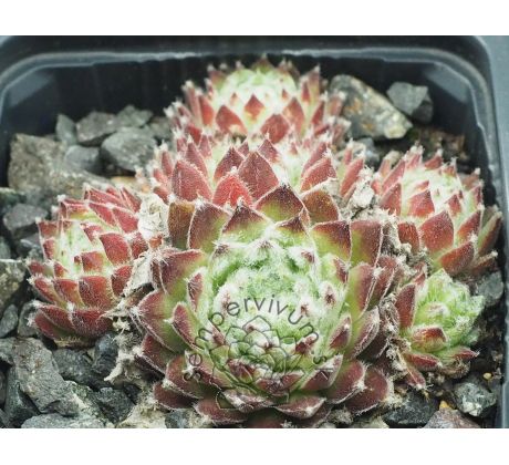 Sempervivum NEIDA