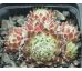 Sempervivum NEIDA