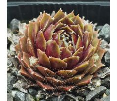 Sempervivum NANO