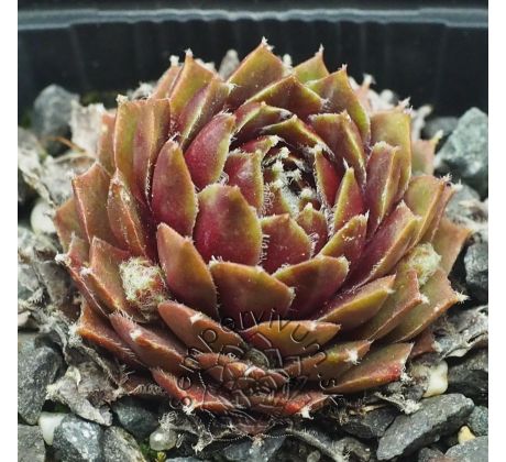 Sempervivum NANO