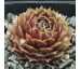 Sempervivum NANO
