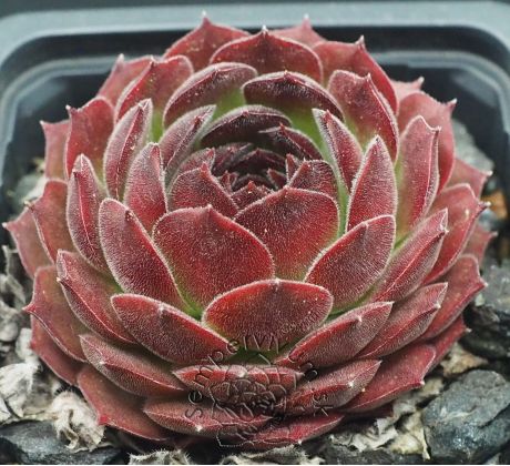 Sempervivum MORION