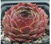 Sempervivum MORION