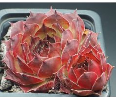 Sempervivum NORA