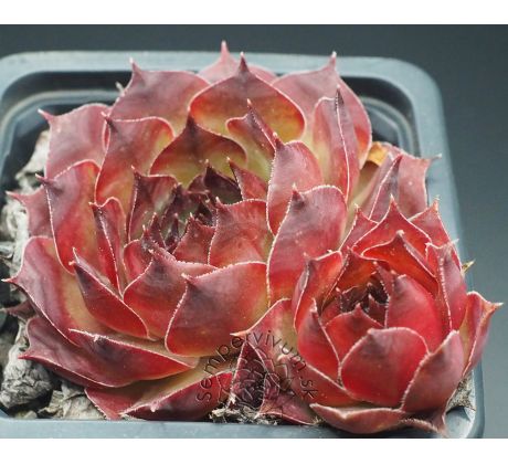 Sempervivum NORA