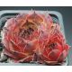 Sempervivum NORA