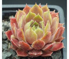 Sempervivum PETPUSKA