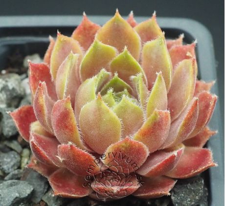 Sempervivum PETPUSKA
